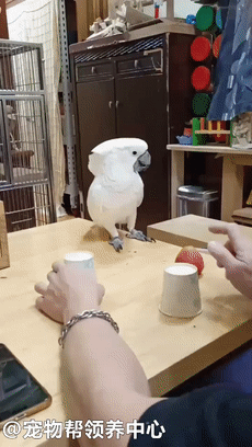 沙雕爸爸表演魔术,小鹦鹉超捧场:腻害__凤凰网