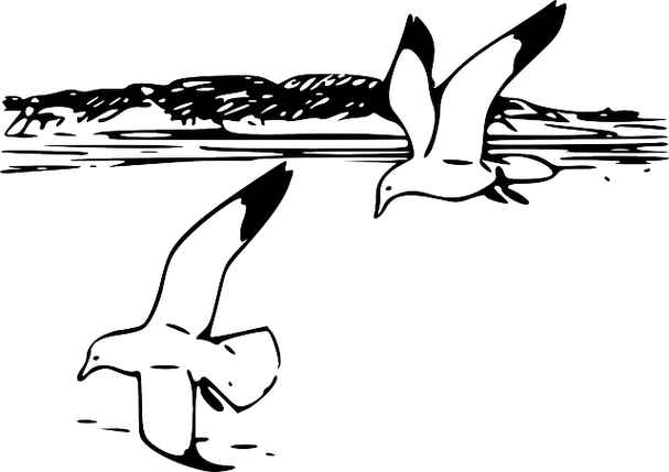 海鸥沙滩怎么画简笔画