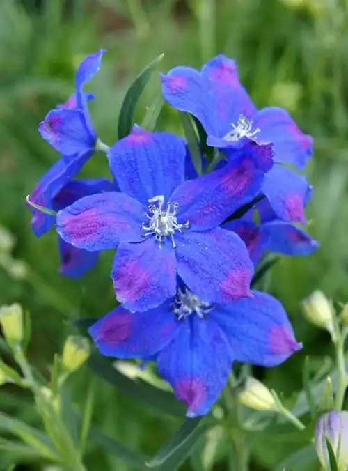 p>翠雀(学名: i>delphinium grandiflorum  /i>l.