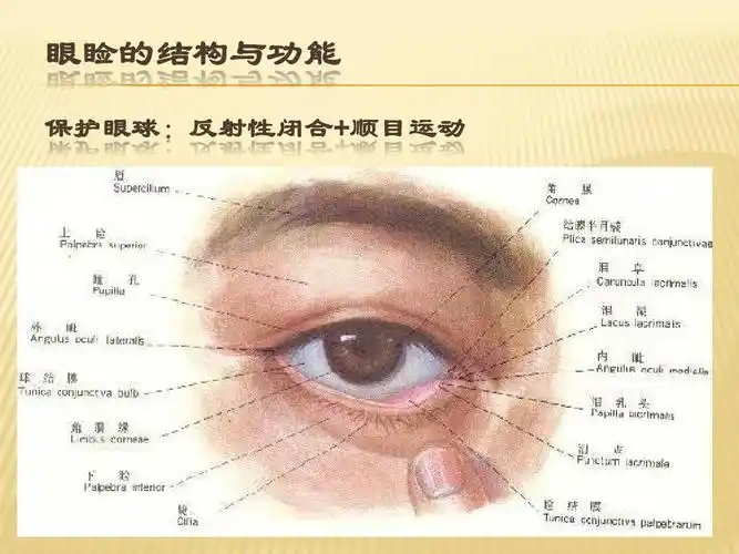 眼科学-眼睑病ppt
