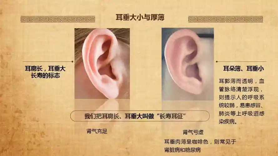 第一节神奇的耳朵8月23日