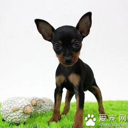 迷你杜宾犬价格 是比较常见的宠物狗