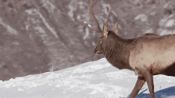 野生天山马鹿再现昌吉市南部山区!_草原_阿什里_江布拉