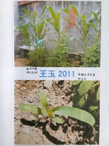 爱种子的男孩记432班王卓垚同学