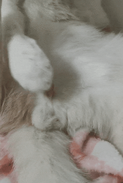 猫:我常因为不够变态,而与你们格格不入!