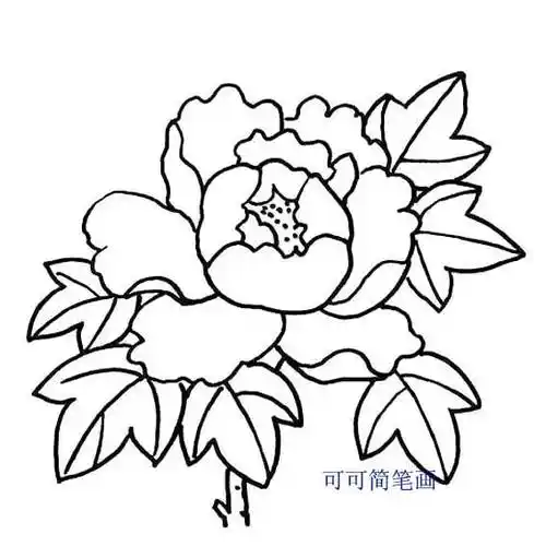 5068儿童网少儿富贵牡丹花简笔画图片 简笔画网高清白描花卉线稿资料