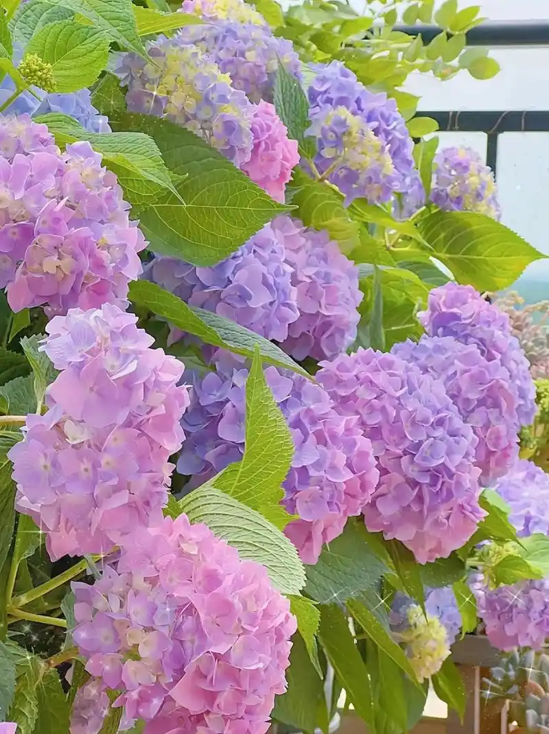 种一盆浪漫的绣球花 来迎接春天的到来.#创作灵感 绣球入门款 - 抖音