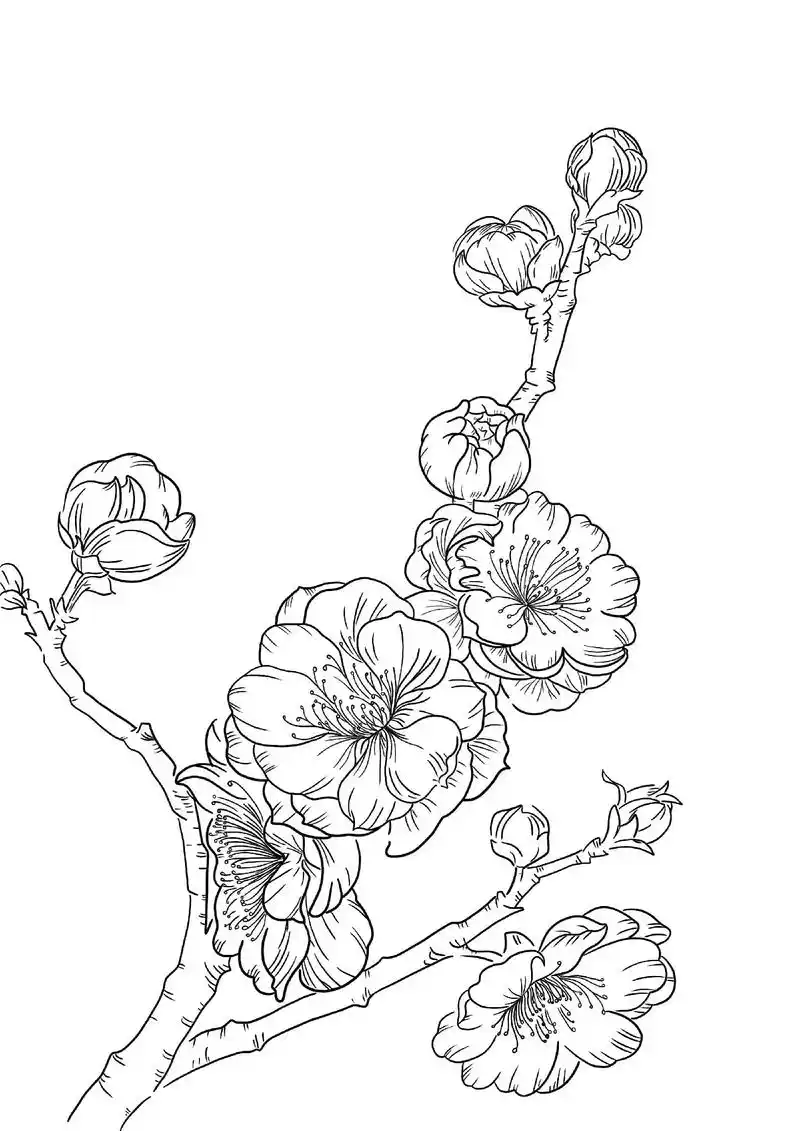 梅花线描.凌寒独自开,唯有暗香来##一起学画画 #线描 #图 - 抖音