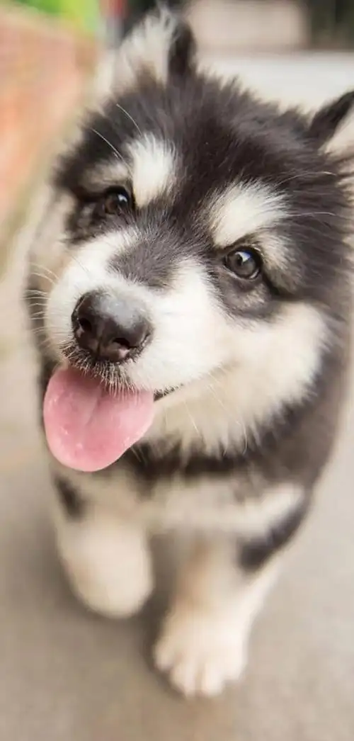 温暖治愈系卡通图片(壁纸丨高清全屏萌萌的动物壁纸)