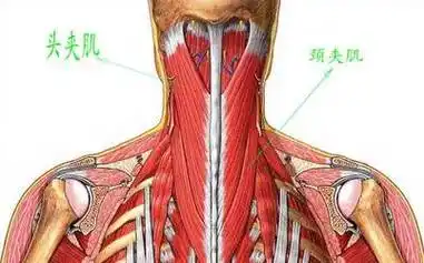 百家解读头颈夹肌损伤