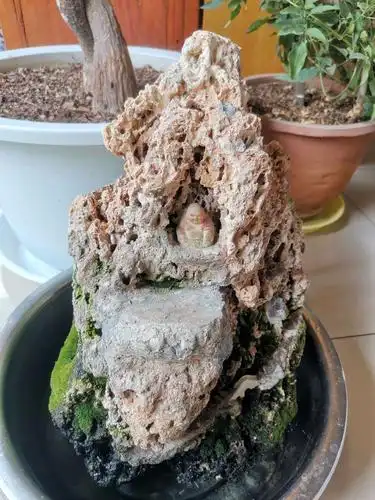 生态区制作——假山造景