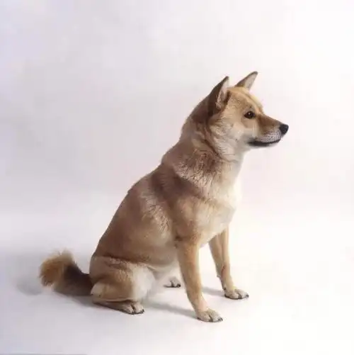 p>阿依努犬别名北海道犬(hokkaido dog),产地日本,一般认为镰仓时代