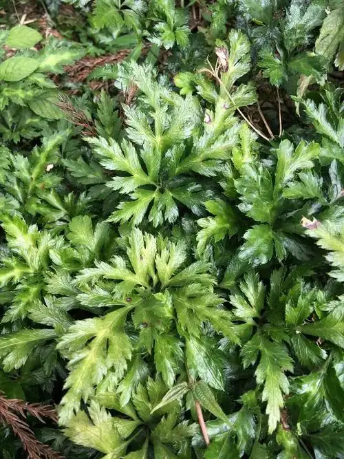 慢兔子的相册-各类草药