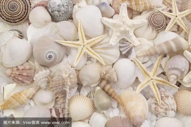 贝壳背景,许多贝壳,珍珠和海星