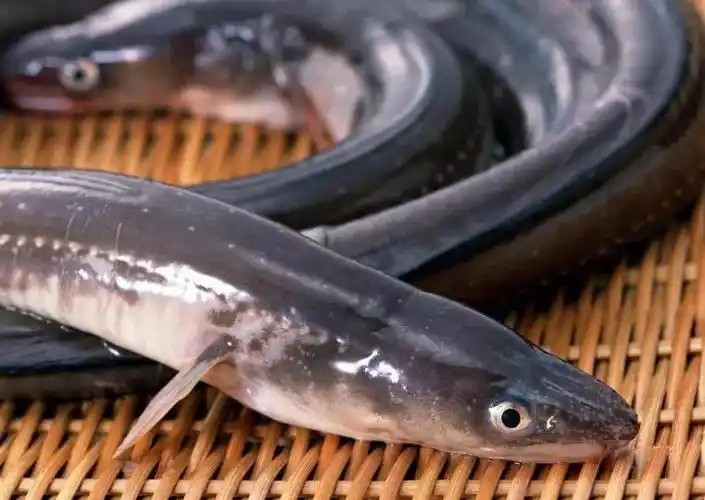 野生鳗鱼泛滥!如皋男子河中连钓几十条,网友:造假吧?