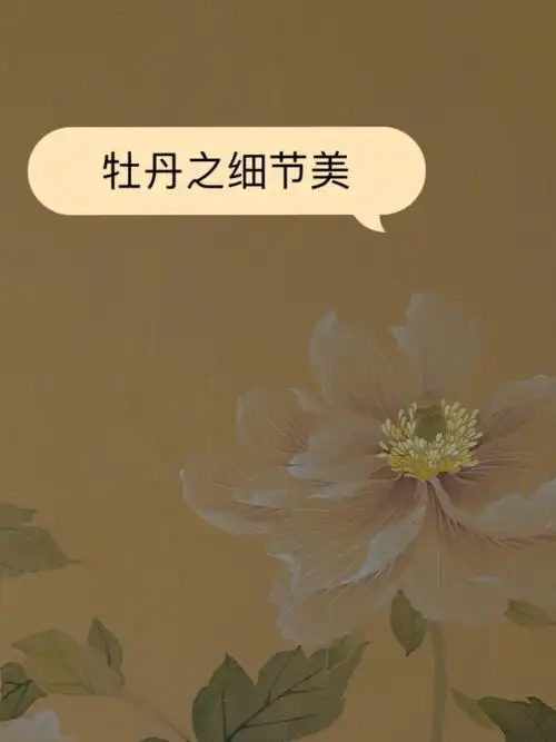 国画没骨画白牡丹之细节美