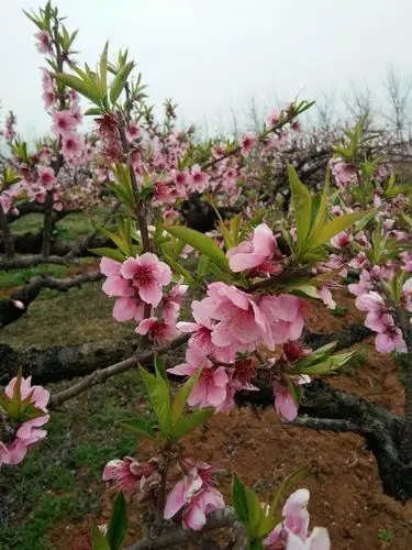 看全国桃花之最,唯独枣阳最美!