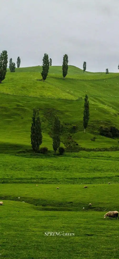 绿色护眼壁纸太耐看了