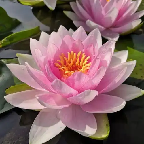 30一40岁成熟女人头像 高清简单干净有品位的女人微信头像图片_女生