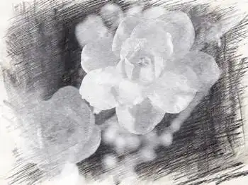 请高手帮我素描一副"素心腊梅",请看清是这个品种哦,本人用来参考设计