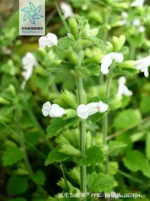 p>疏毛白绒草多年生草本生于山坡,路旁灌丛.