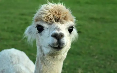 下载2880x1800 可爱的动物羊驼 壁纸, 图片