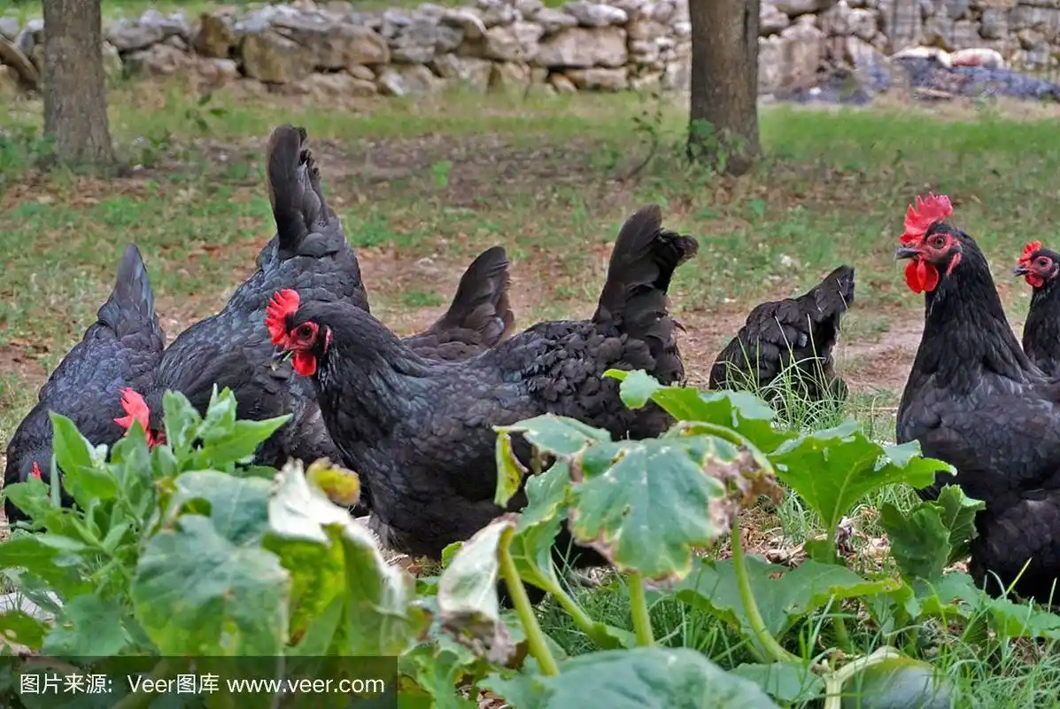 澳洲黑母鸡