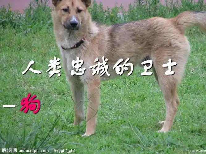 人类忠诚的卫士-狗ppt