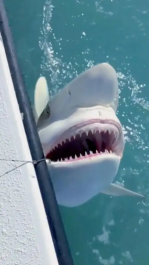 凶猛的鲨鱼也有可爱的一面.