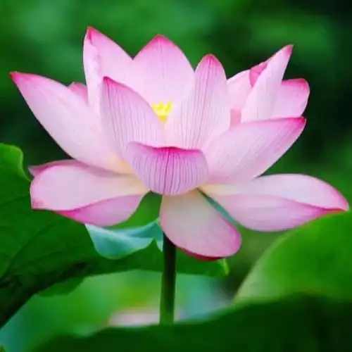 独一无二的莲花头像图片,适合做头像的荷花图片