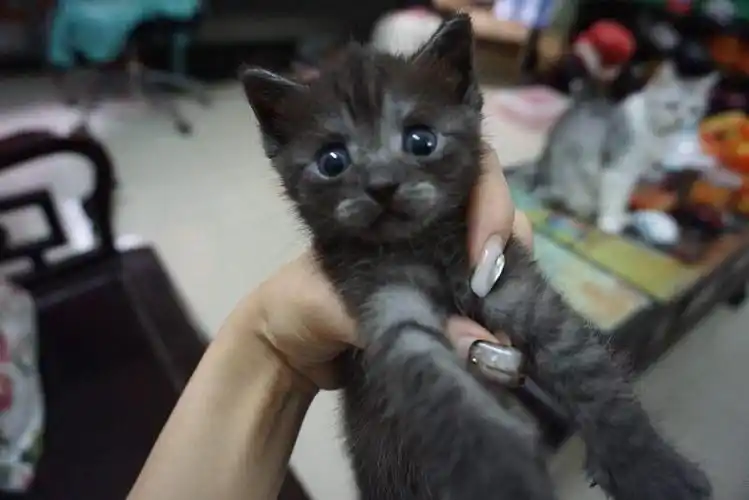 美短配英短配出来的小猫,找新家