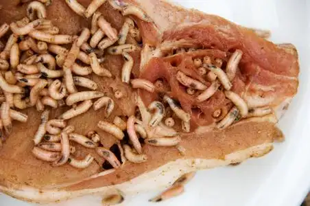 蛆虫四蠕虫苹果蛆幼虫吃苹果在白色背景下损坏蜜蜂蛆和蜜蜂蛆向一白色