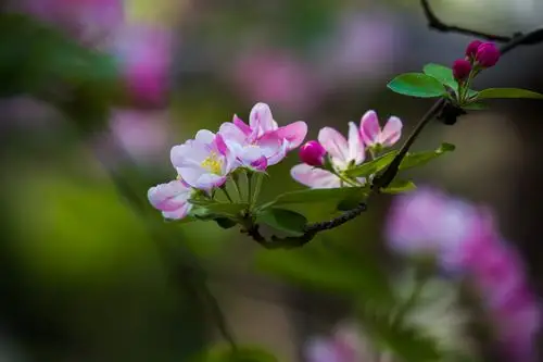 五龙潭西府海棠,美醉了