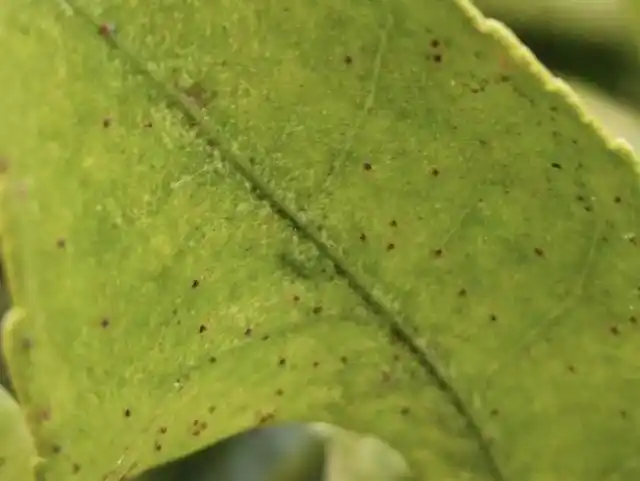 秋冬柑橘红蜘蛛更难打,伤叶伤果更伤树,果农如何办?