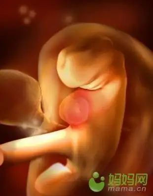 怀孕过程[图组]