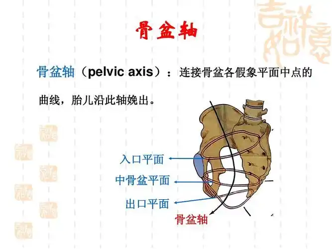入口平面 中骨盆平面 出口平面 骨盆轴
