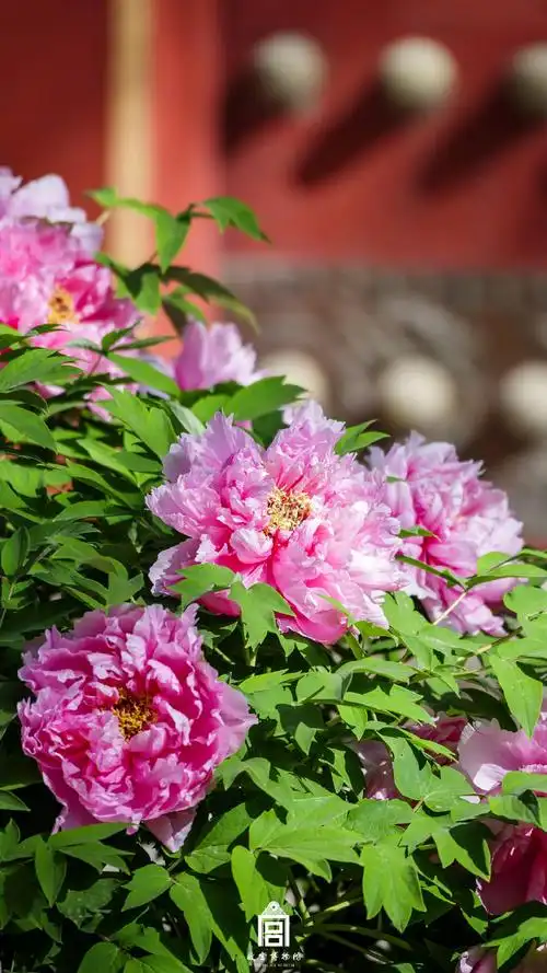 春天故宫牡丹壁纸##故宫牡丹开出错落有致的美