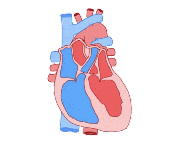 心脏的门坏了