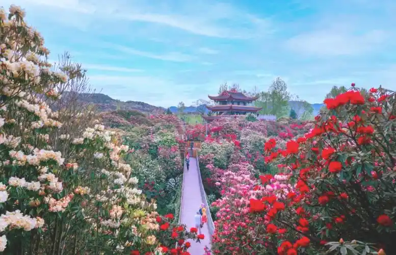 🌸贵州百里杜鹃赏花指南🌺