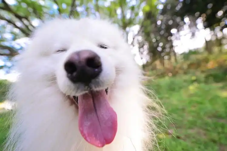 深圳宠物摄影-珀珀宠影之萨摩耶,微笑的天使
