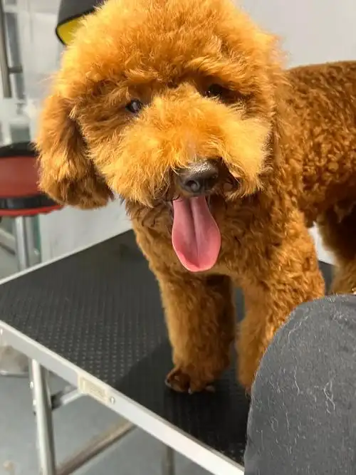 寻狗启示 红棕色泰迪公狗,标体,1岁,名字汤圆长度80分左 - 抖音