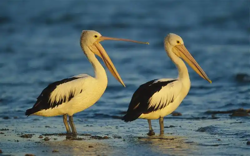国家二级保护动物鹈鹕高清桌面壁纸第一辑