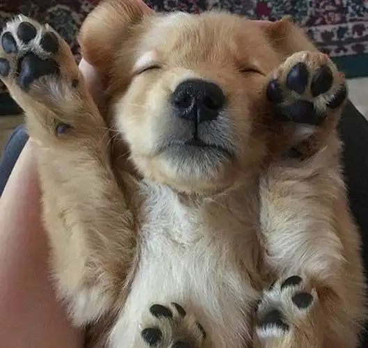 小奶狗时期的金毛宝宝.举起爪爪也太萌了吧!