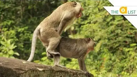 4种动物奇葩的繁殖方式_英语视频听力 - 可可英语