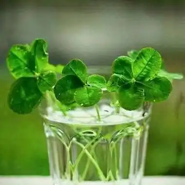 四叶草qq头像大全 梦幻最美四叶草女生个性头像