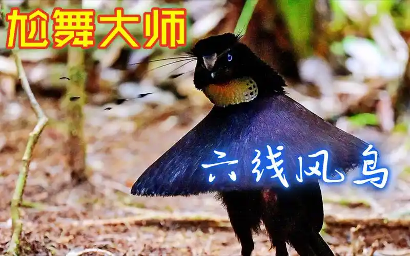 长着六根天线的尬舞大师——六线风鸟.【4k超清】