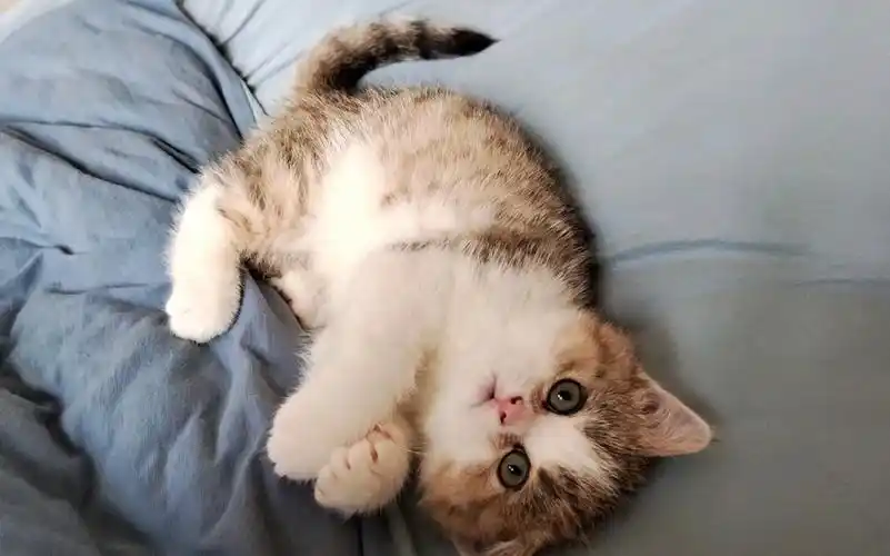 小奶猫打滚卖萌,太可爱了