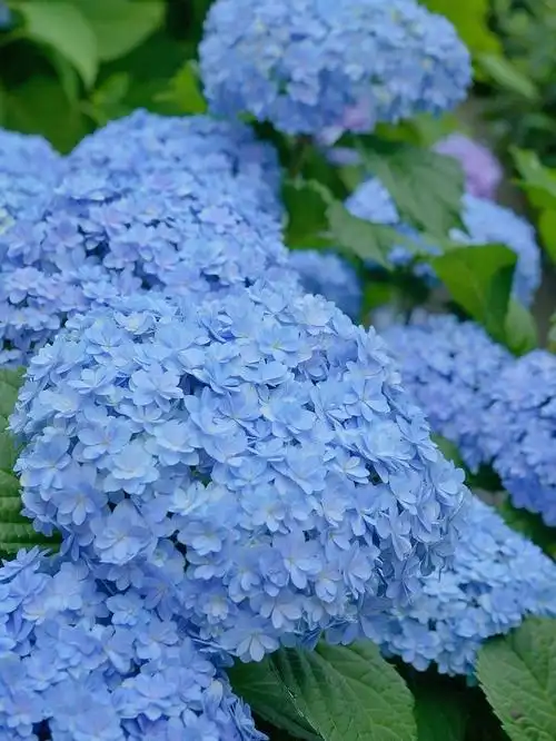 盆的时候就撒进去了,原本今年想要调那种蓝粉色的所以调蓝剂撒的不多