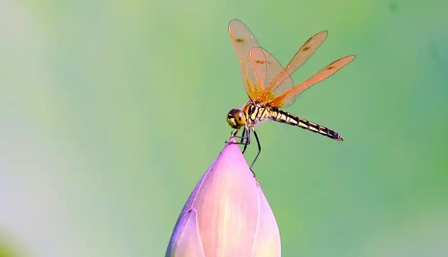 早有蜻蜓立上头