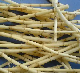 白茅根的功效和作用